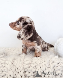 Фото №3. Очаровательные щенки такси доступны для продажи.  США