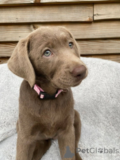 Фото №1. лабрадор-ретривер - купить в Монпелье за договорная. Объявление №165309