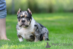 Фото №1.  - купить в Лейпциг за 92674₽. Объявление №147452