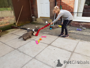 Фото №4. Продажа кавказскую овчарку в Копенгаген частное объявление, заводчик - цена 69575₽