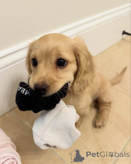 Фото №1. такса - купить в Мюнхене за договорная. Объявление №144409