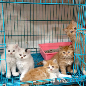 Фото №1. персидская - купить в Бохум за договорная. Объявление №167314