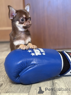 Фото №1. чихуахуа - купить в Минске за 64937₽. Объявление №165368