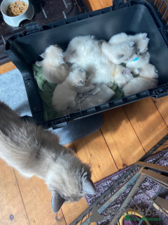 Фото №2 к объявлению №148561 о продаже рэгдолл - купить в Германии заводчик