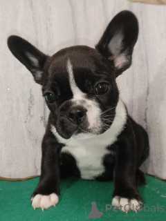 Фото №3. Щенки французского бульдога.  Беларусь