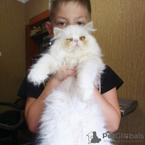 Фото №3. Продаются чистокровные персидские котята. Украина