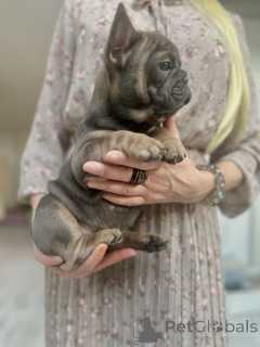 Фото №4. Продажа французского бульдога в Инсбрук частное объявление - цена договорная