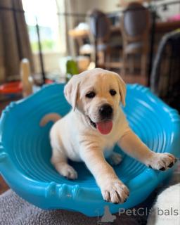 Фото №3. Очаровательные kc зарегистрированные лабрадорские щенки готовы к любящим домам.  Великобритания