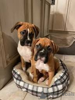 Фото №1. немецкий боксёр - купить в Брюсселе за 92767₽. Объявление №167735