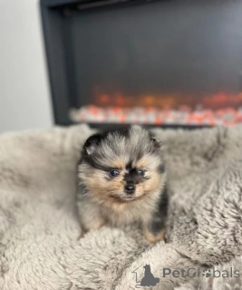 Фото №4. Продажа померанского шпица в Северный Сидней заводчик - цена 32468₽