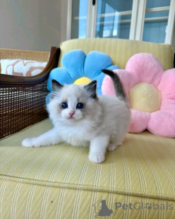 Фото №2 к объявлению №138846 о продаже рэгдолл - купить в Германии частное объявление, заводчик