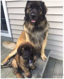 Фото №1. леонбергер - купить в Брюсселе за 92674₽. Объявление №167747