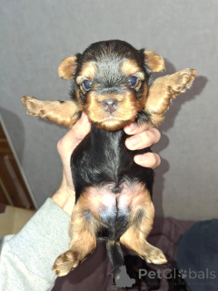 Фото №2 к объявлению №155995 о продаже бивер-йоркширского терьера, бишон фризе, йоркширского терьера, мальтийскую болонку, мальтипу, померанского шпица, пуделя (карликового), пуделя (королевского), пуделя (той) - купить в Финляндии частное объявление, из питомника