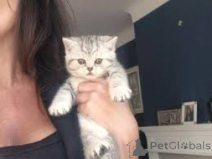 Фото №2 к объявлению №161605 о продаже европейская короткошерстная - купить в Бельгии частное объявление, заводчик