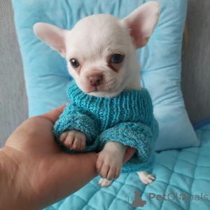 Фото №3. Wunderschöne Chihuahua-Welpen suchen einliebevolles neues Zuhause.  Германия
