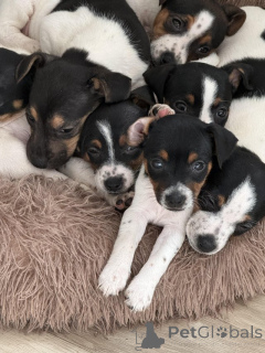 Фото №4. Продажа джек-рассел-терьера в Манчестер частное объявление, заводчик - цена 83490₽