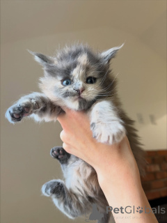 Фото №1. мейн-кун - купить в Ангелхольм за договорная. Объявление №158144