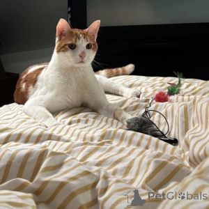 Фото №1. европейская короткошерстная - купить в Дижон за 74214₽. Объявление №145314