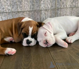 Фото №3. Boxerwelpen Zur Усыновление Verfügbar.  Германия