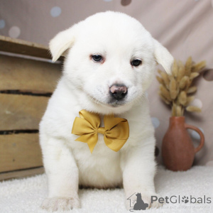 Фото №1. акита-ину - купить в Берлине за договорная. Объявление №162624