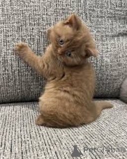 Фото №3. Котята Schattige Britse Korthaar Zoeken een nieuw thuis.. Бельгия