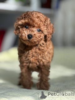 Фото №2 к объявлению №164039 о продаже пуделя (той) - купить в Финляндии частное объявление, из приюта