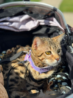 Фото №1. бенгальская - купить в Эластичный за 69575₽. Объявление №152715