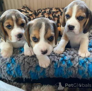 Фото №3. 2 миниатюрных игрушечных бигля Increíbles, (34602088716) мачо и гембра. Estan.  Германия