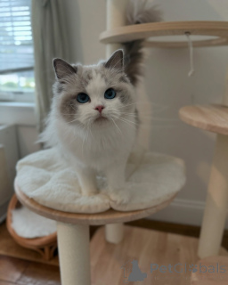 Фото №1. рэгдолл - купить в Как за договорная. Объявление №156952