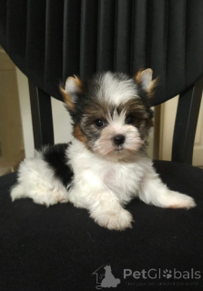 Фото №1. бивер-йоркширский терьер - купить в Баликесир за 53921₽. Объявление №159181