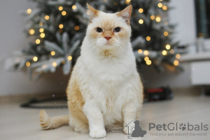 Дополнительные фото: Нежный белый котенок Пончик в дар!