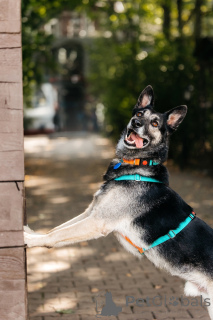 Фото №3. Монти ждёт своего человека..  Россия