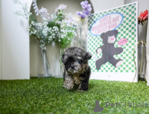 Фото №1. мальтийская болонка - купить в Мичиган -Сити за договорная. Объявление №154329