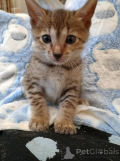 Фото №1. саванна - купить в Берлине за 22467₽. Объявление №155491