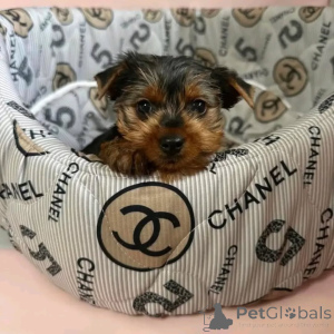 Фото №1. йоркширский терьер - купить в Берлине за 51022₽. Объявление №165401