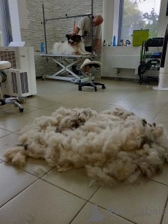 Фото №3. Папильон big size, Тейлор ждёт семью.  Россия