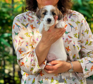 Фото №2 к объявлению №140848 о продаже джек-рассел-терьера - купить в России заводчик