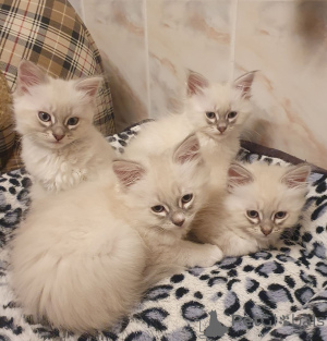 Фото №1. невская маскарадная - купить в Ниденштейн за 32468₽. Объявление №150508