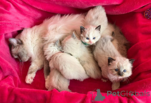 Фото №3. Ragdoll котенок на продажу. Австрия