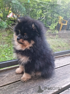 Дополнительные фото: Сute black&tan Pomeranian puppy