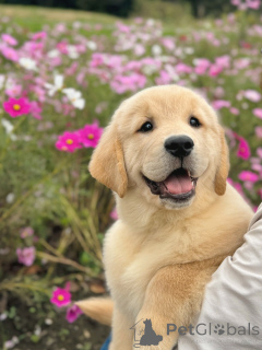 Фото №1. золотистый ретривер - купить в Мейнц за договорная. Объявление №158049