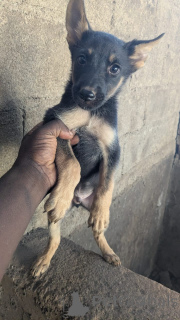 Фото №1. немецкая овчарка - купить в Хемнитц за договорная. Объявление №166113