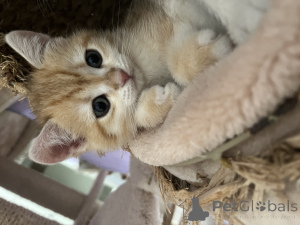 Фото №4. Продам британскую короткошёрстную в Динслакен заводчик - цена 83490₽