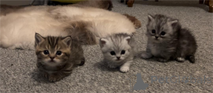 Фото №1. манчкин - купить в Бамберг за 32468₽. Объявление №152933