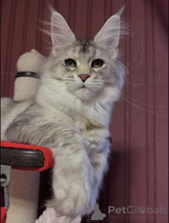 Фото №2 к объявлению №155329 о продаже мейн-кун - купить в Италии частное объявление