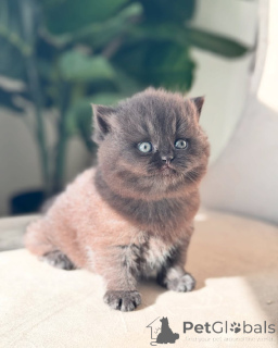 Фото №2 к объявлению №143486 о продаже британская короткошёрстная - купить в Германии заводчик