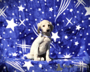 Фото №4. Продажа  в Белграде  - цена договорная