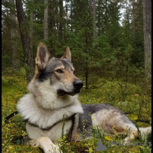 Фото №1. волчья собака сарлоса - купить в Солигорске за 71500₽. Объявление №33280