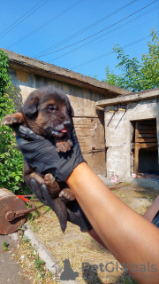 Дополнительные фото: Щенки в хорошие руки