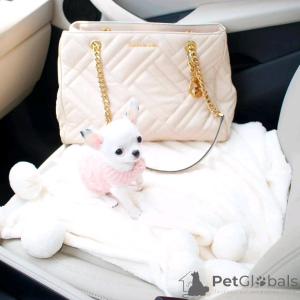 Фото №4. Продажа беспородную в Бергиш Гладбах частное объявление, заводчик - цена 60299₽